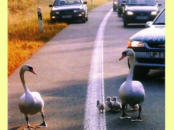 S'il est sur le cou alors vous êtes sûr du coup !!