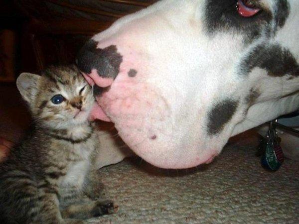 S'il est sur le cou alors vous êtes sûr du coup !!