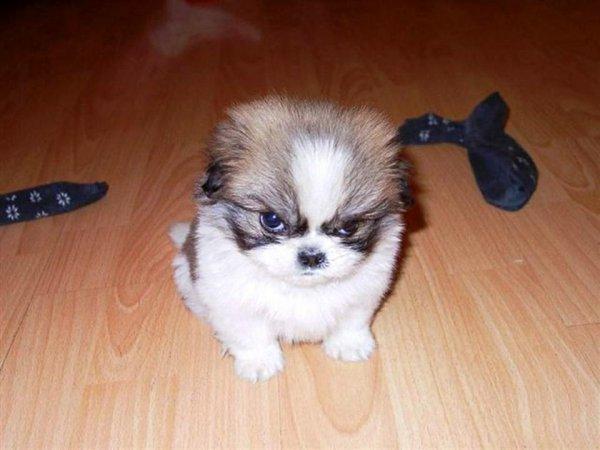 S'il est sur le cou alors vous êtes sûr du coup !!