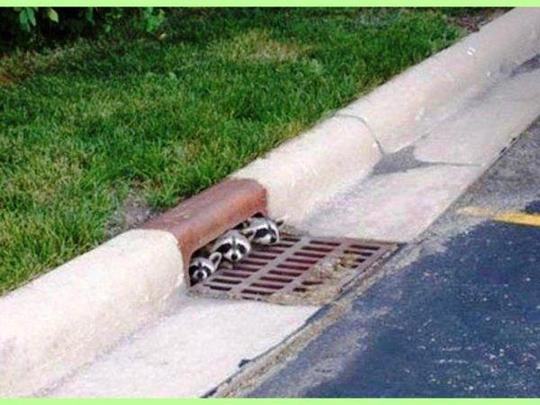 S'il est sur le cou alors vous êtes sûr du coup !!