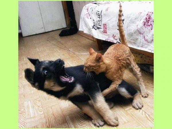 S'il est sur le cou alors vous êtes sûr du coup !!