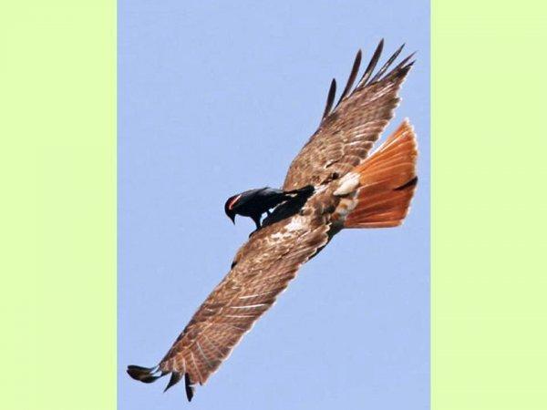 S'il est sur le cou alors vous êtes sûr du coup !!