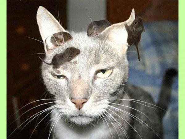 S'il est sur le cou alors vous êtes sûr du coup !!