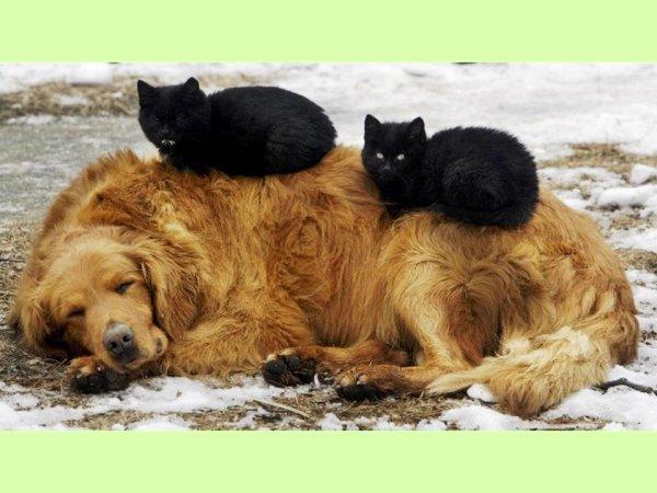 S'il est sur le cou alors vous êtes sûr du coup !!