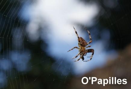 araignees-a-proteger.jpg