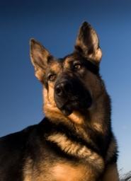 Un chien, héros du 11 septembre, cloné après un concours chien berger allemand