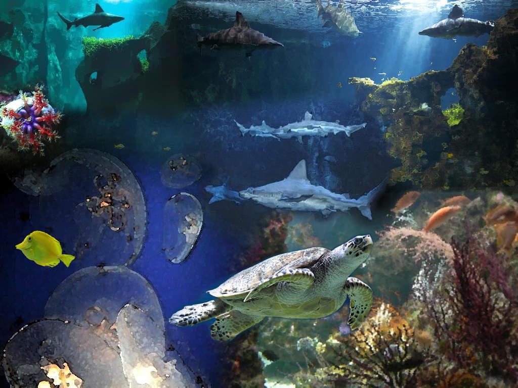 Création Nicolas - Aquarium de La Rochelle