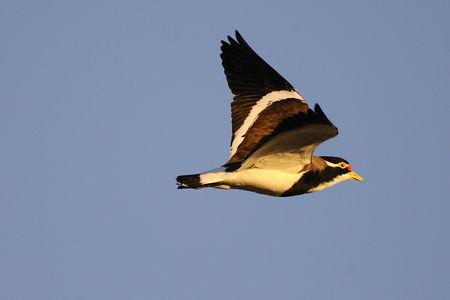 Banded_Lapwing_0002