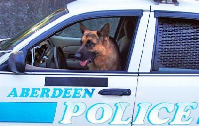 Laid Off K-9 Police Dog recupere son emploi!