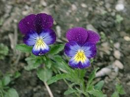 Mon papa s'est en allé il y a 35 ans...