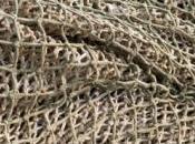 images poisson fois plus grand ceux espèce