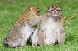 Tous les animaux seraient potentiellement homosexuels couple de singes