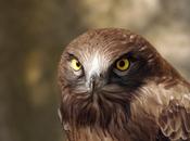 J'aimerais être aigle...