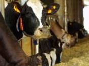 éleveurs modifient l'alimentation leurs vaches pour réduire émissions méthane
