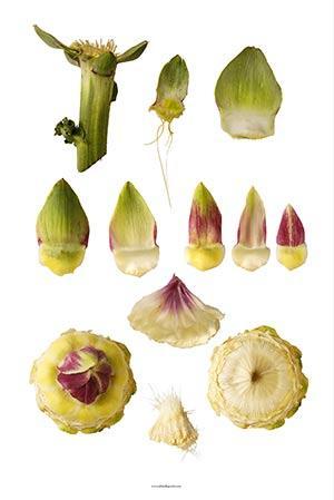 le camus à la vinaigrette Le camus à la vinaigrette