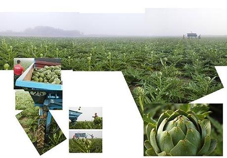 Récolte d'artichauts à Saint-Pol-de-Léon Récolte d'artichauts à Saint-Pol-de-Léon