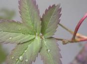 Potentilla Palustris