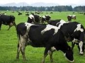 Contamination l'abattage mille bovins commencé dans Loire