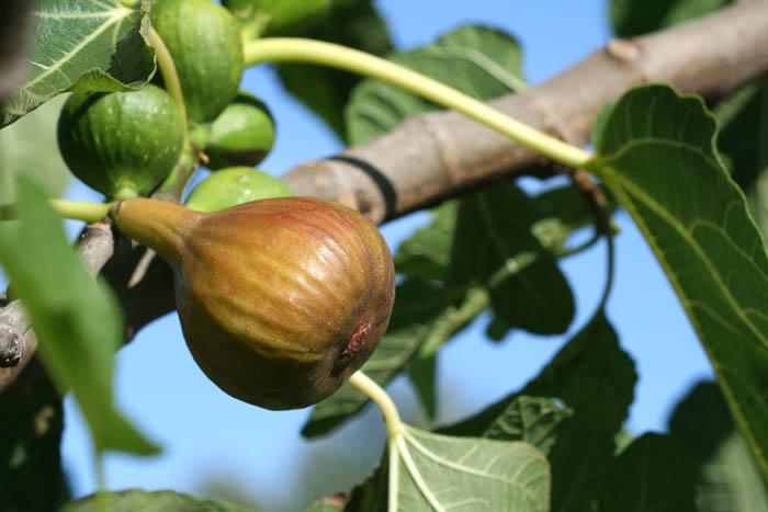 Fig figue figueira
