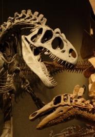 Les dinosaures n'étaient pas aussi grands qu'on le pensait dinosaures squelette