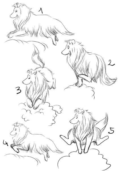 Croquis de shet-mouton et inachevé