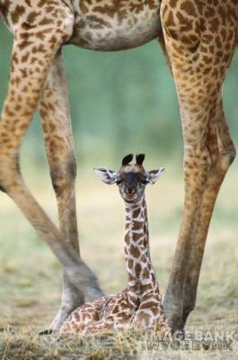 Les bébés animaux