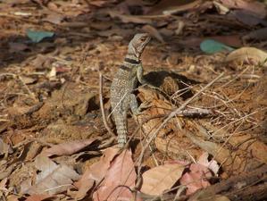 MADAGASCAR 5 : EN ROUTE POUR LES GRANDS TSINGY