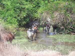 MADAGASCAR 5 : EN ROUTE POUR LES GRANDS TSINGY