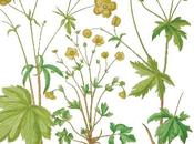 chemin création d’un e-commerce dédié jardiniers luxe