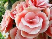 Bégonias