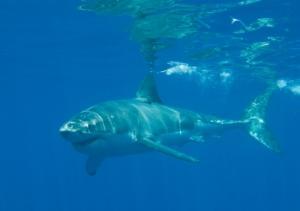 grand requin blanc