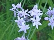 Photos juin 2009 entre période sécheresse !...