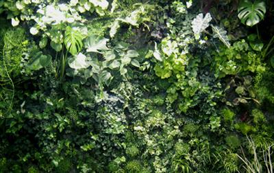 Le langage du monde végétal