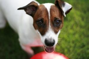 chien (illustration)