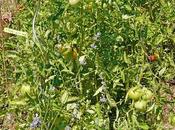 Potager juin récompense travail fourni...