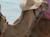 surprises club (pas med)