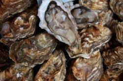 huîtres