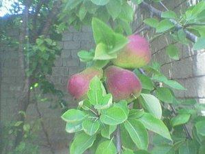 Des nouvelles de mon jardin
