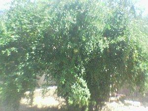 Des nouvelles de mon jardin