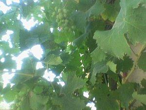 Des nouvelles de mon jardin