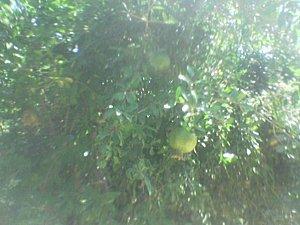 Des nouvelles de mon jardin