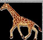 Joli bermuda kaki avec une girafe 18 mois