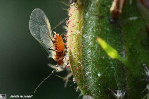 Puceron-ailé