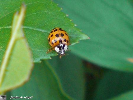 Harmonia_axyridis
