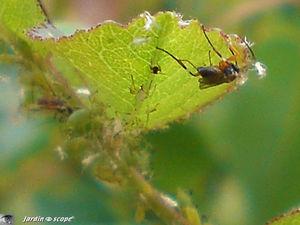 La cécidomyie du puceron • Aphidius Aphelinus