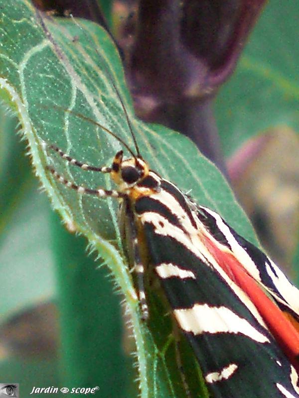 Une petite punaise au corps biscornu…!