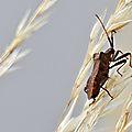 Une punaise brune qui se balance au gré du vent...