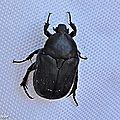Un petit scarabée noir commun en corse... 