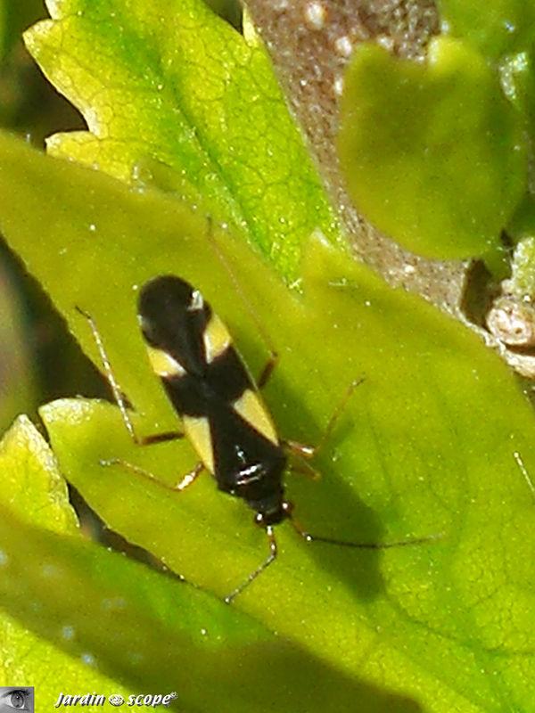 Une mini-coccinelle qui n'en est pas une ! Une mini-coccinelle qui n'en est pas une !