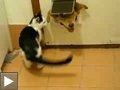Video: un chat défend son territoire + le chien et le bâton